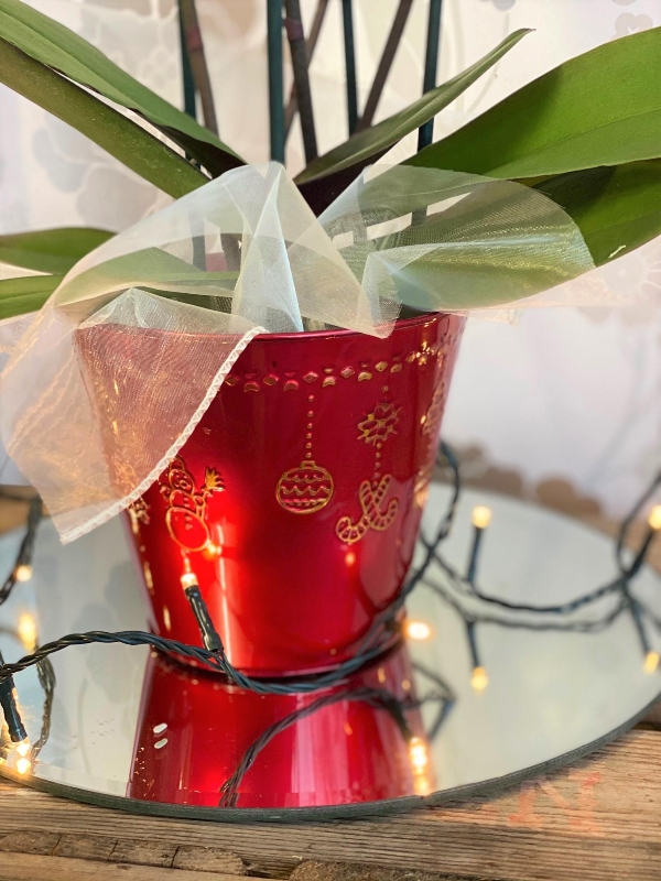 Yuletide Orchid Planter