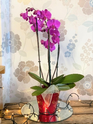 Yuletide Orchid Planter