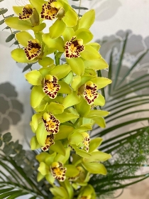 Elegant Orchid Vase Arrangement